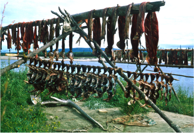 Cod hanging to dry on a fishing rack. Fish blood in the snow