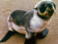 03-Fur-Seal-pup