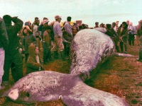 07-Humpback-whale
