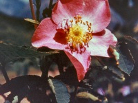 110-Wild-Rose