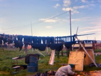 128-Ugruk-meat-drying