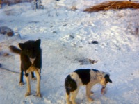 1960s Two of our sled dogs