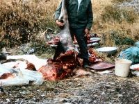 1967 Jacob Johnson butchering a moose.