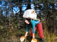 1969 Dorene picking blueberries. Birch bark basket Dorene made, spruce root calutuk made by Oliver, pack made by Dorene.