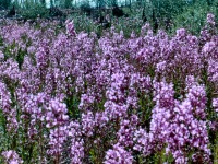 Fireweed in full bloom. Ambler in June.