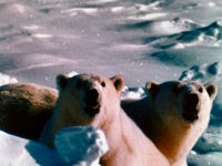 Two-Polar-Bears