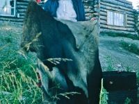 1964. Dora Douglas Dora by the fire pit with an untanned moose skin, Ambler, Alaska,