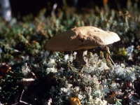 Wild mushroom near caribou lichen.