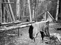 1978 Moose Hide