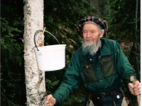 Image 16 Oliver collecting birch sap, Norway