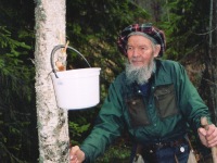 Oliver collecting sap